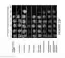 Fig. 33 - Methods for genomic integration