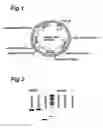 Fig. 02 - NOVEL ARABINOSE-FERMENTING EUKARYOTIC CELLS