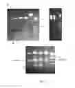 Fig. 09 - Methods for analyses of cyanobacterial restriction endonucleases