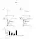 Fig. 02 - MICROARRAY FOR DETECTION OF MUTATIONS IN beta-GLOBIN GENES AND DETECTION METHOD THEREOF