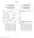 Fig. 09 - MICROARRAY FOR DETECTION OF MUTATIONS IN beta-GLOBIN GENES AND DETECTION METHOD THEREOF