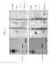 Fig. 06 - Nucleic Acid Detection System and Method for Detecting Influenza