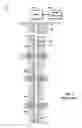 Fig. 02 - Toe sleeve isolation system for cemented casing in borehole