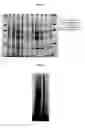 Fig. 02 - KITS AND METHODS FOR ISOLATING PROTEIN FROM BIOLOGICAL AND ENVIRONMENTAL SAMPLES