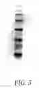 Fig. 07 - Electrophoresis buffer for faster migration, improved resolution and extended shelf-life