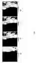 Fig. 05 - Molecular discriminators using carbon nanotubes
