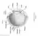 Fig. 09 - Enhanced optical and perceptual digital eyewear