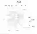 Fig. 07 - Decurler and image forming apparatus