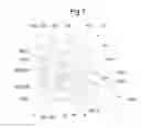 Fig. 08 - Decurler and image forming apparatus