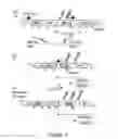 Fig. 02 - METHOD FOR PERFORMING HOMOLOGOUS RECOMBINATION