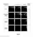 Fig. 07 - Composition comprising nucleic acids of parasitic, pathogenic or infesting biological systems for inhibiting and/or controlling the growth of said systems and process for the preparation thereof