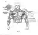 Fig. 02 - PROTECTIVE GARMENT FOR WEIGHTLIFTING