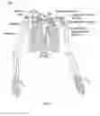 Fig. 03 - PROTECTIVE GARMENT FOR WEIGHTLIFTING