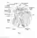 Fig. 04 - PROTECTIVE GARMENT FOR WEIGHTLIFTING