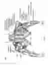 Fig. 06 - PROTECTIVE GARMENT FOR WEIGHTLIFTING