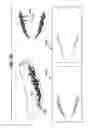 Fig. 27 - SHOE