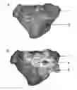 Fig. 01 - GUIDES WITH PRESSURE POINTS