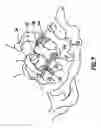 Fig. 04 - Clivus plate