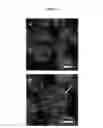 Fig. 03 - Multicompartmentalized material for the thermostimulated delivery of substances of interest, preparation process and applications