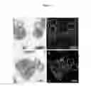 Fig. 04 - Multicompartmentalized material for the thermostimulated delivery of substances of interest, preparation process and applications