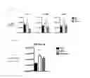 Fig. 06 - Prophylactic and/or therapeutic agent for radiation damage