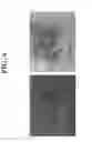 Fig. 07 - SPARC AND METHODS OF USE THEREOF