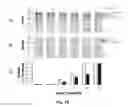 Fig. 09 - QUERCETIN-3-GLUCOSIDE AND USES THEREOF