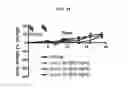 Fig. 12 - METHODS OF USING (+)-1,4-DIHYDRO-7-[(3S,4S)-3-METHOXY-4-(METHYLAMINO)-1-PYRROLIDINYL]-4-OXO-1-(2-THIAZOLYL)-1,8-NAPHTHYRIDINE-3-CARBOXYLIC ACID FOR TREATMENT OF CERTAIN HEMATOLOGIC DISORDERS