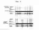 Fig. 07 - Agent for ameliorating brain hypofunction