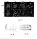 Fig. 05 - METHOD OF POTENTIATING AN ANTITUMOR IMMUNE RESPONSE