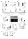 Fig. 09 - Human hepatocyte-like cells and uses thereof