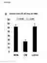 Fig. 06 - Mesenchymal stem cell particles