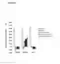 Fig. 07 - Mesenchymal stem cell particles
