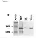 Fig. 16 - Mesenchymal stem cell particles