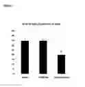 Fig. 19 - Mesenchymal stem cell particles
