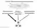 Fig. 01 - Methods and compositions for in vivo induction of pancreatic beta cell formation