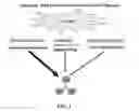 Fig. 02 - Methods and compositions for in vivo induction of pancreatic beta cell formation
