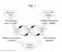 Fig. 02 - Delivery vehicle for probiotic bacteria comprising a dry matrix of polysaccharides, saccharides and polyols in a glass form and methods of making same