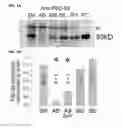 Fig. 02 - Method Of Reducing Injury To Mammalian Cells