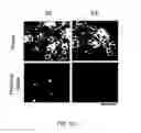 Fig. 03 - Method Of Reducing Injury To Mammalian Cells