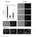 Fig. 33 - Method Of Reducing Injury To Mammalian Cells