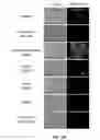 Fig. 37 - Method Of Reducing Injury To Mammalian Cells