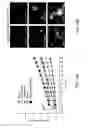 Fig. 43 - Method Of Reducing Injury To Mammalian Cells