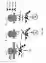 Fig. 52 - Method Of Reducing Injury To Mammalian Cells