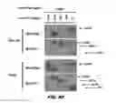 Fig. 76 - Methods of treating metabolic disease