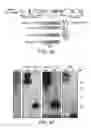 Fig. 04 - IGF-1 proteins and therapeutic uses thereof