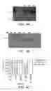 Fig. 06 - IGF-1 proteins and therapeutic uses thereof