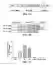 Fig. 09 - IGF-1 proteins and therapeutic uses thereof
