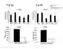 Fig. 11 - Combination for treating an inflammatory disorder