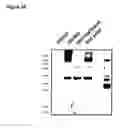Fig. 05 - Vaccination by means of recombinant yeast by producing a protective humoral immune response against defined antigens
